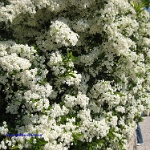 2008.05.11 saint restitut-22