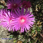 2008.05.11 saint restitut-53