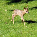 DSC 0208