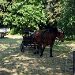 DSC 0005