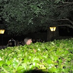DSC 0061