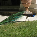 IMG 0377