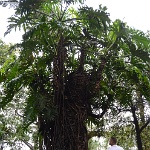 DSC 0391