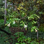 DSC 0405