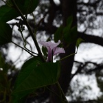 DSC 0408