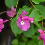 DSC 0418