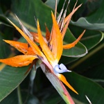 DSC 0424