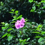 DSC 0437